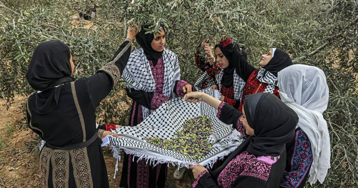 Olive Harvest, Palestine